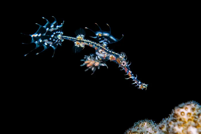 Ghost Pipefish