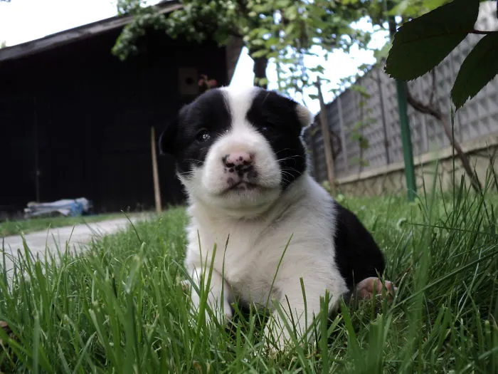 Common Puppy