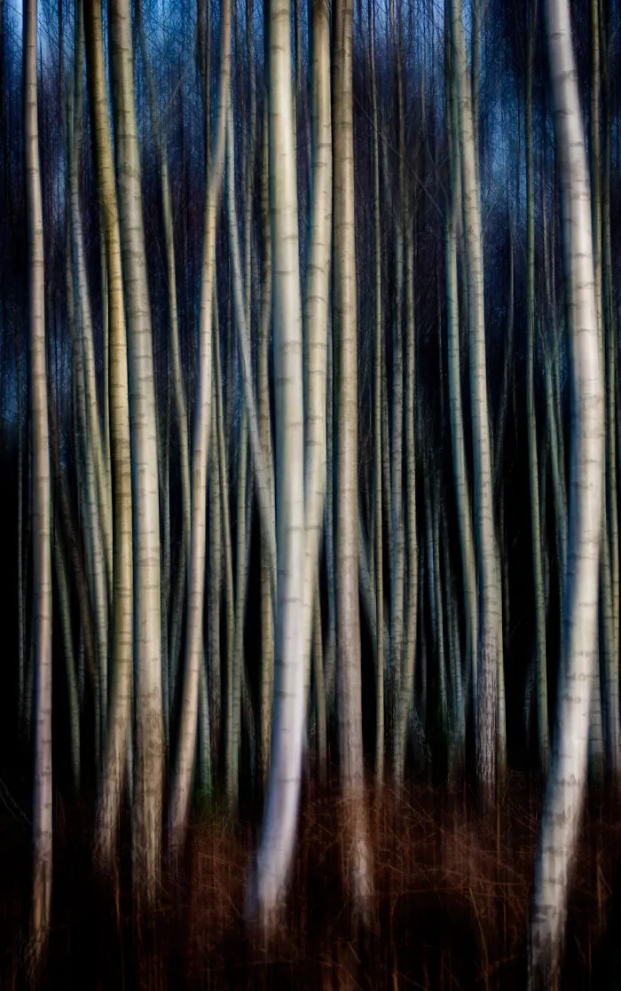 Silver Birch Trees At Arne, Dorset.