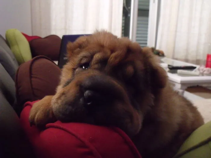 Sharpei Bearcaot (france)