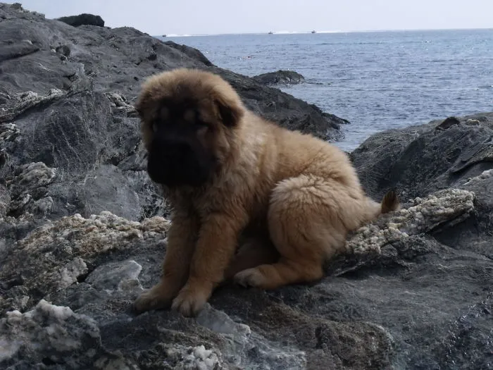 Jazzy Sharpei Bearcoat (france)