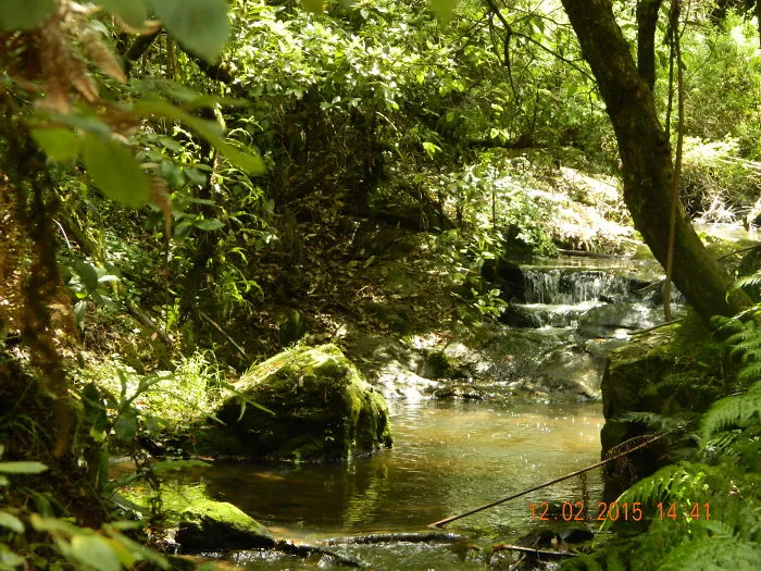 Tarra Bulga Rain Forest.victoria. Australia
