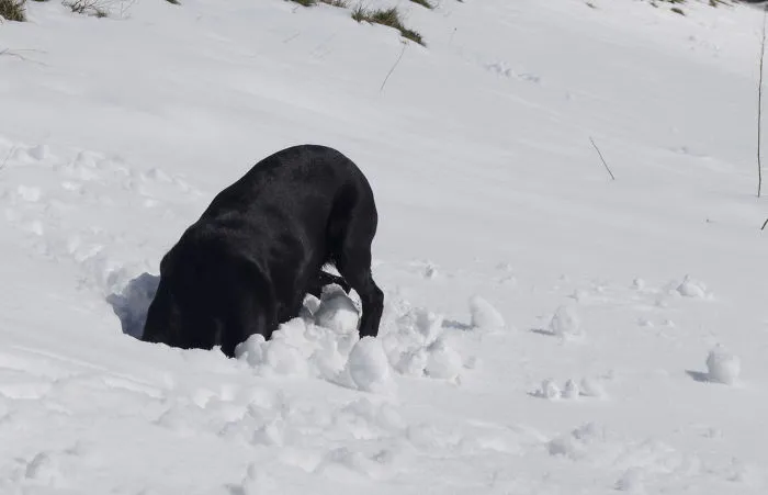 159 Dogs Who Suck At Hide-And-Seek