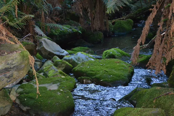 Marakoopa Caves And Reserve, Tasmania, Australia
