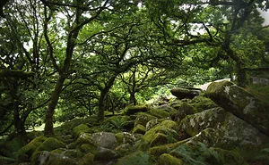 132 Mysterious Forests You'd Love To Get Lost In