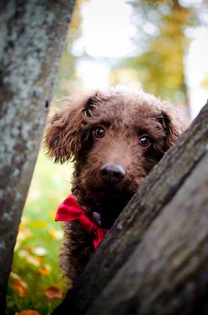 Our Hal-breed Poodle, Saved From Animal Shelter - Chocolate!