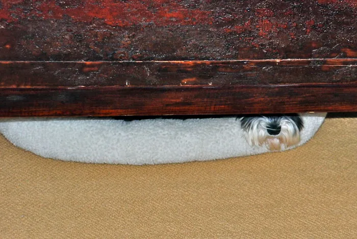 159 Dogs Who Suck At Hide-And-Seek
