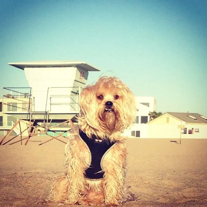 My Mom Thinks I Should Be A Dog Model.