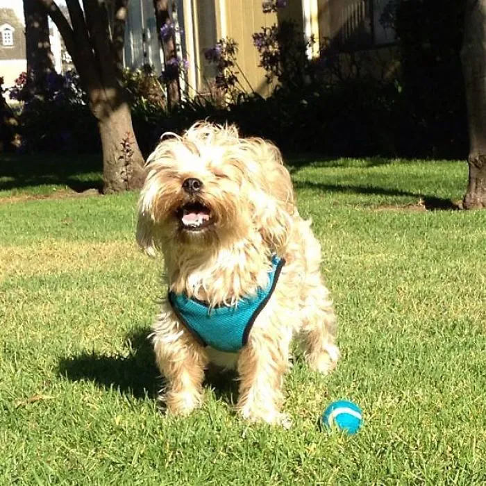 I Am A Happy Happy Pup!