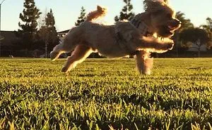 I Own The Happiest Dog Alive... His Name Is Deacon Blue