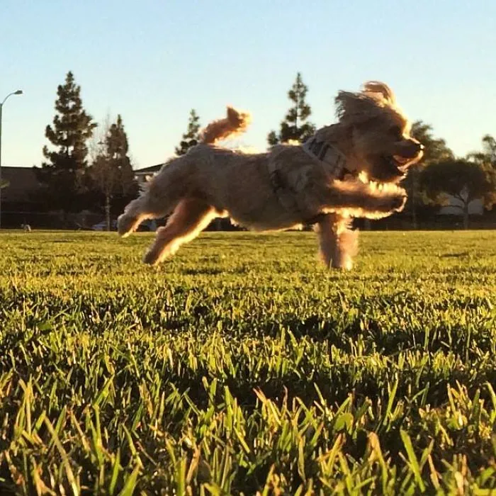 I Own The Happiest Dog Alive... His Name Is Deacon Blue