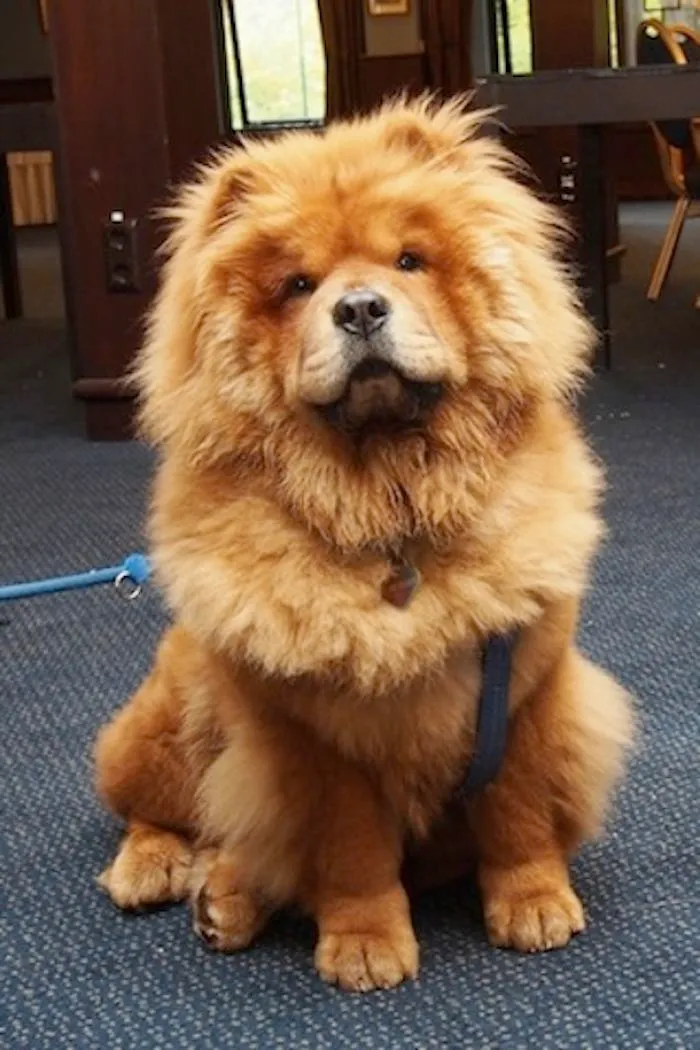 Doobie Bear - Chow Chow