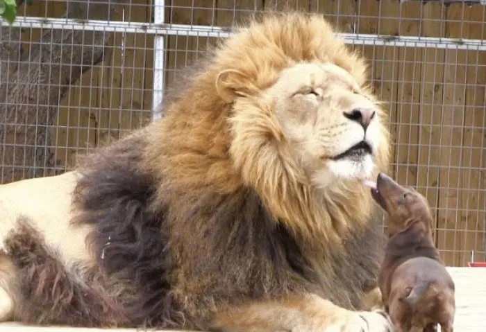 Milo The Dog And Bonedigger The Lion