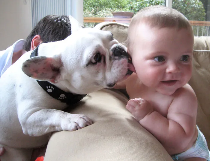 Dog Giving Baby A Wet, Friendly Lick