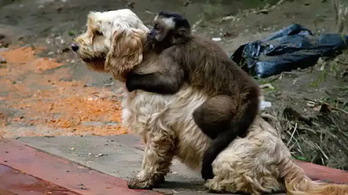 Dogs Will Love No Matter What