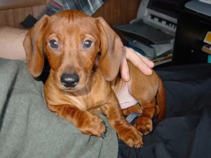 Dachshund