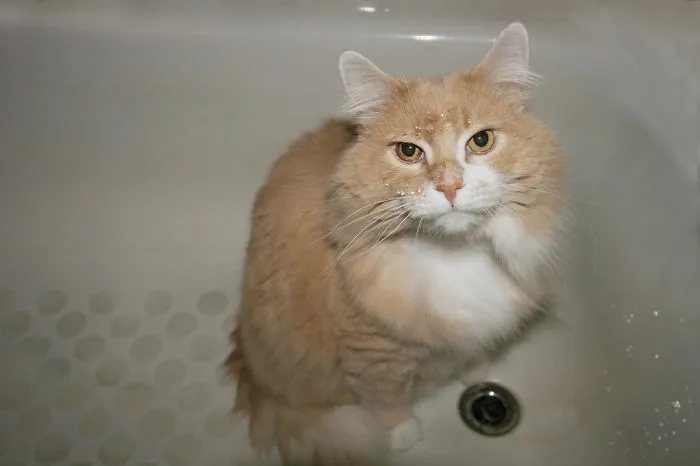 73 Crazy Cats That Actually Love Water