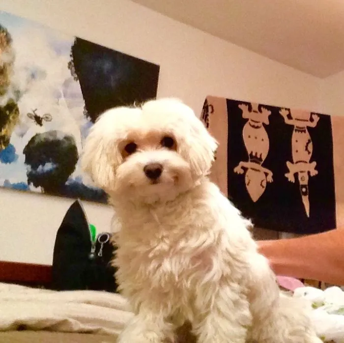 Maltese Puppy