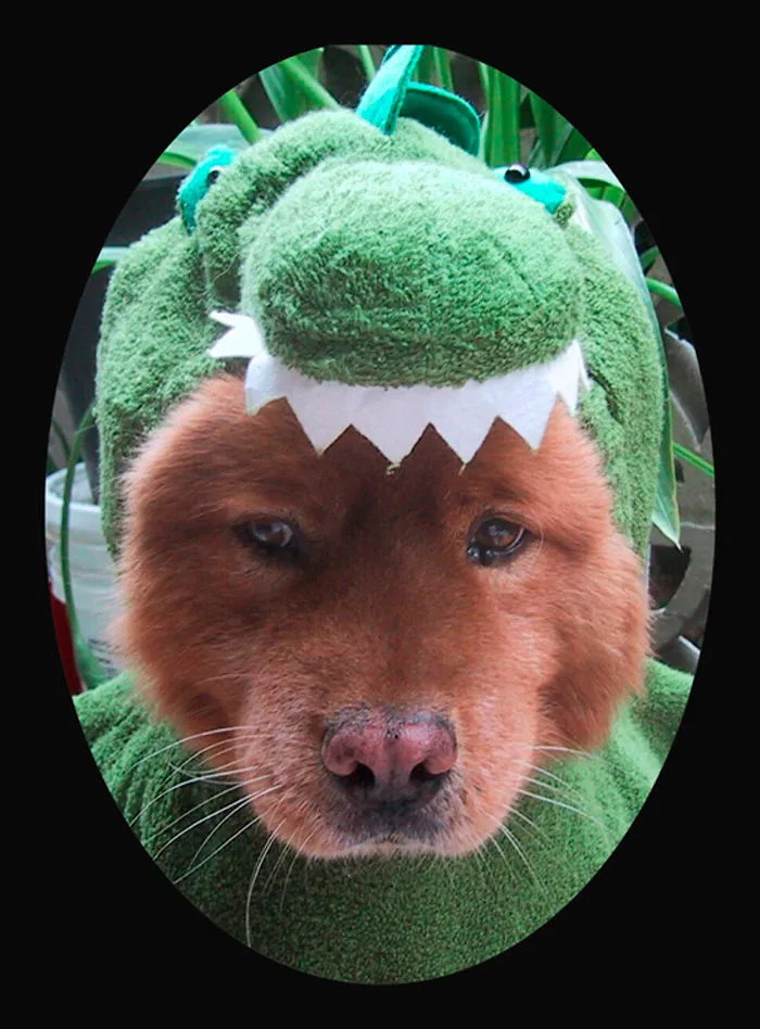 Pretend To Be Friends...then Zap...dinosaur Dinner