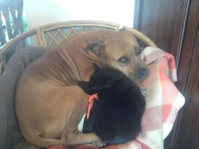 80 Cats Who Use Dogs As Pillows