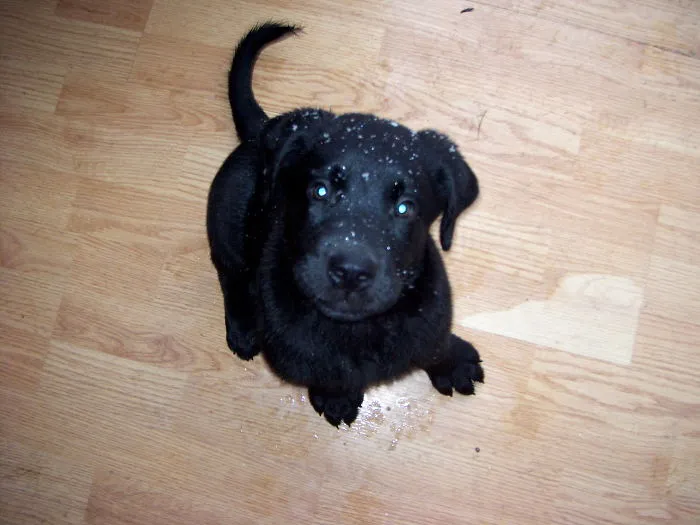 Pups 1st Snow :)