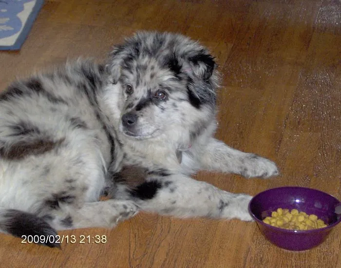 Austrailian Shepherd / Pomeranian Mix