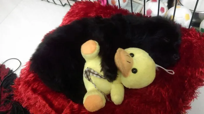 Baby Lhasa With Tweety