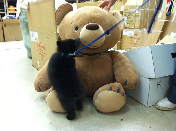 Schipperke Pup With Stuffed Bear