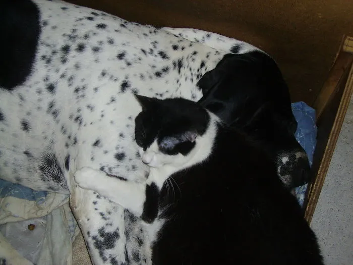 80 Cats Who Use Dogs As Pillows