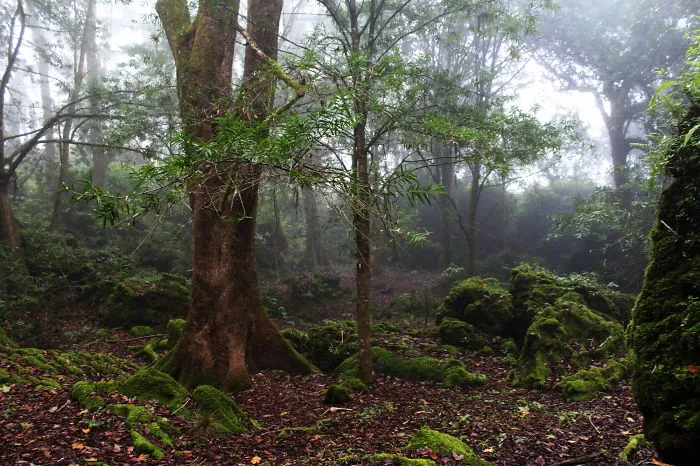 El Cielo Biosphere Reserve, México
