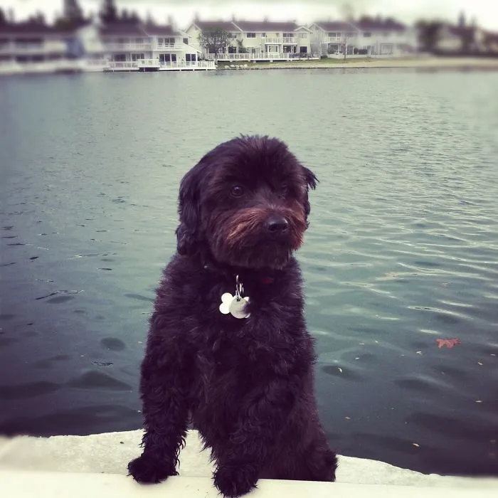 Reggie The Yorkipoo (@lil_reggiebear)