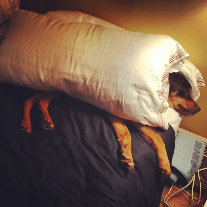 159 Dogs Who Suck At Hide-And-Seek