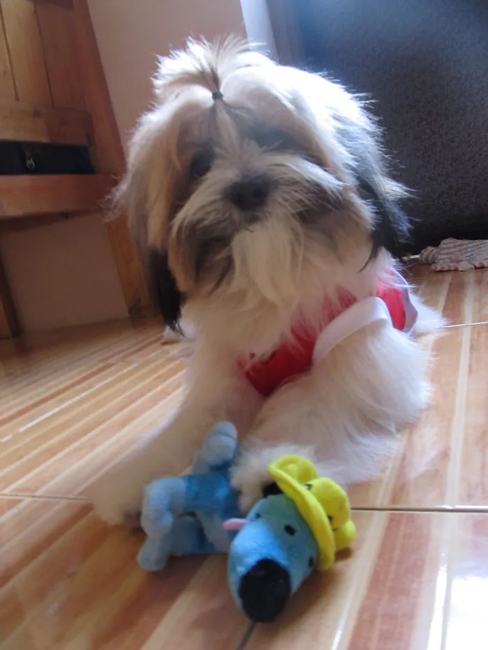 Ahkee The Shih-tzu