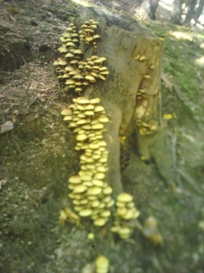 Homoljske Planine, Serbia