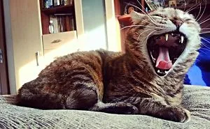 Meet The Yawning Cat Juja