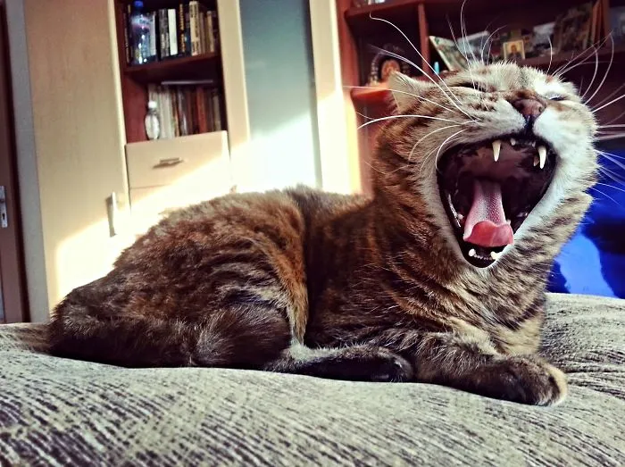 Meet The Yawning Cat Juja