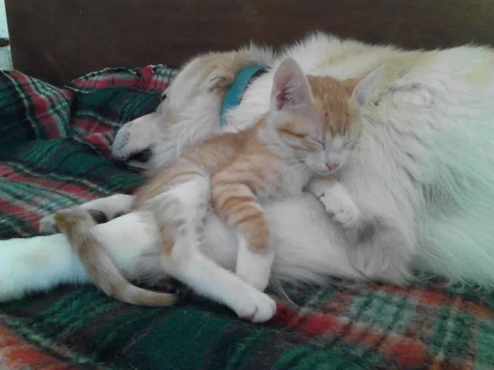 80 Cats Who Use Dogs As Pillows