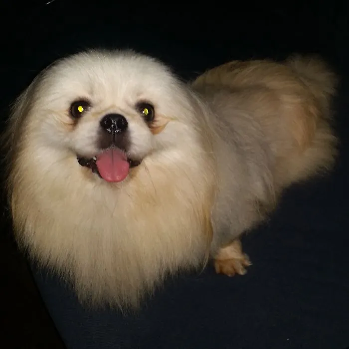 #pekingese