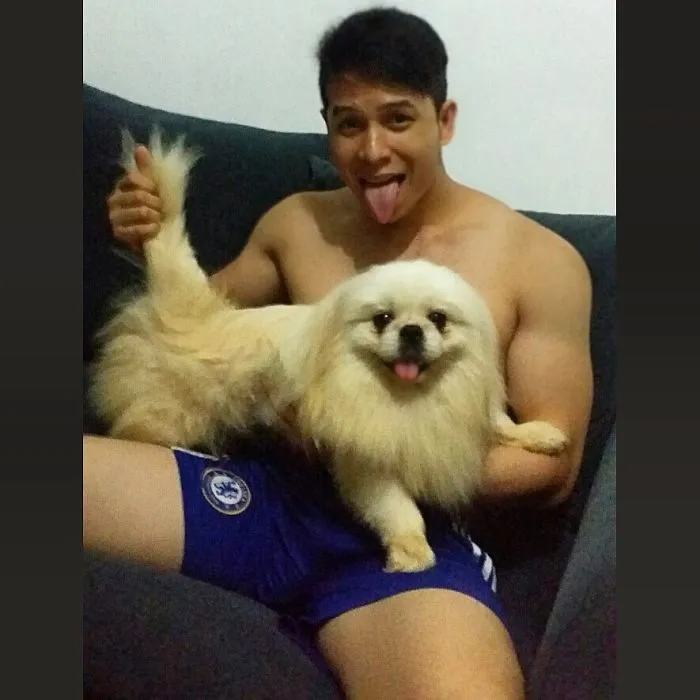 Pekingese