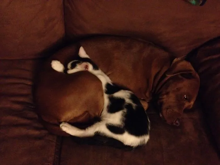 80 Cats Who Use Dogs As Pillows