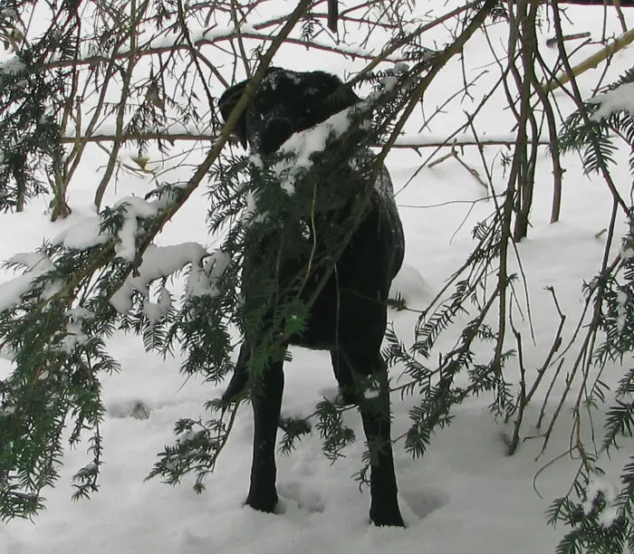 159 Dogs Who Suck At Hide-And-Seek