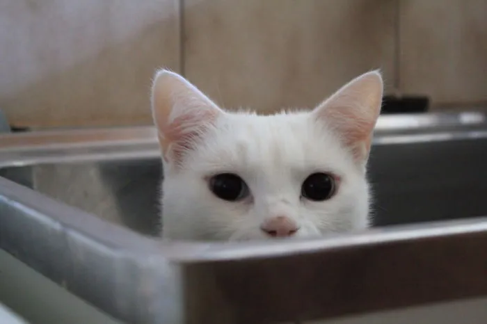 73 Crazy Cats That Actually Love Water