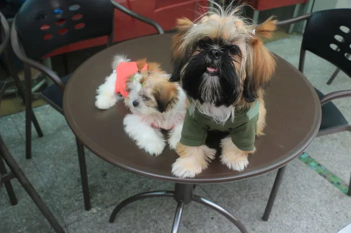 Shih Tzu Puppies