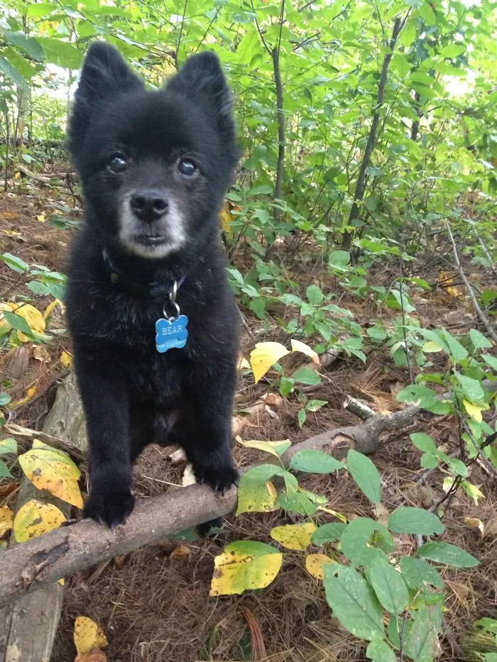 Bear The Pomeranian-schipperke
