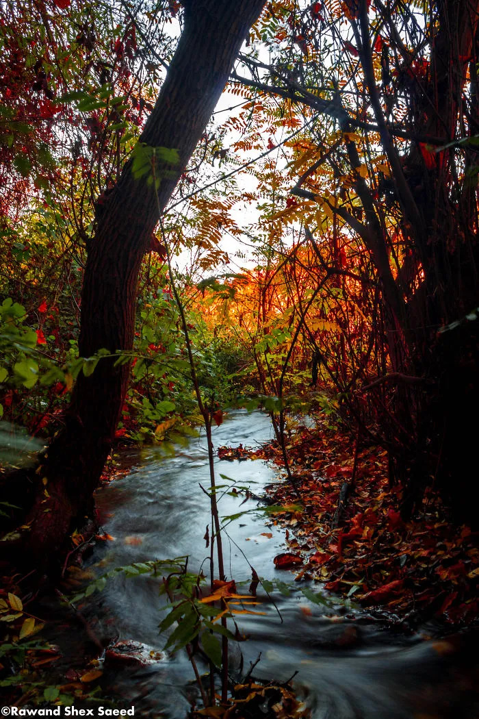 Nature Of Halabjah