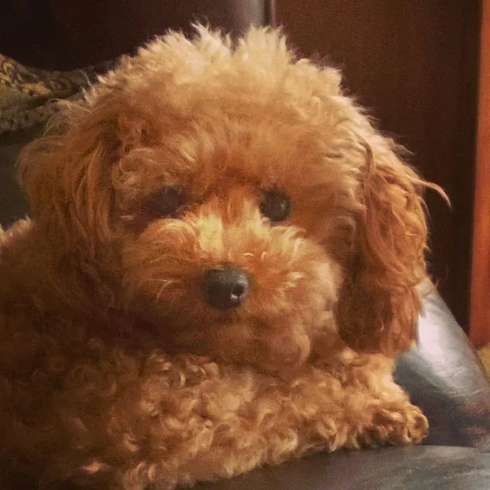 Toy Poodle - Ginger