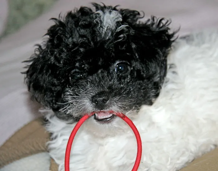 Samantha, Toy Party Poodle In Fl