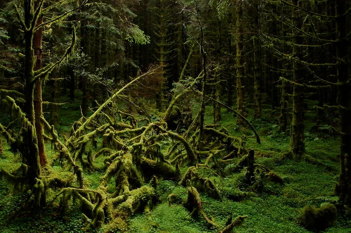 Trollskog Western Norway