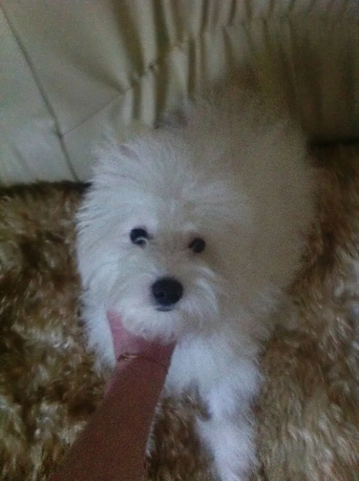 Overfed Bichon Bolognese