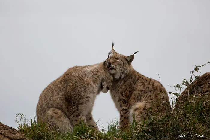 Care And Affection...
